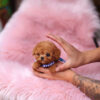 Kalvin Chocolate Teacup Poodle - Image 2