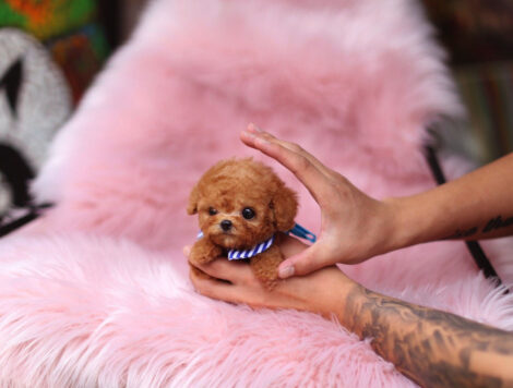 Kalvin Chocolate Teacup Poodle - Image 2