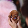 Kalvin Chocolate Teacup Poodle - Image 3
