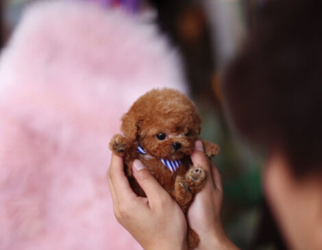 Kalvin Chocolate Teacup Poodle - Image 3
