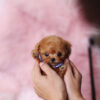 Kalvin Chocolate Teacup Poodle - Image 4
