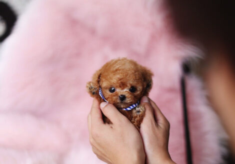 Kalvin Chocolate Teacup Poodle - Image 4