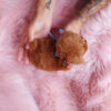 Kalvin Chocolate Teacup Poodle - Image 5
