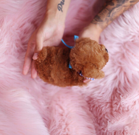 Kalvin Chocolate Teacup Poodle - Image 5
