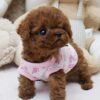Piper Red Micro Poodle - Image 3