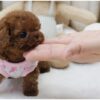 Piper Red Micro Poodle - Image 4