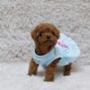 Scarlett Red Teacup Poodle