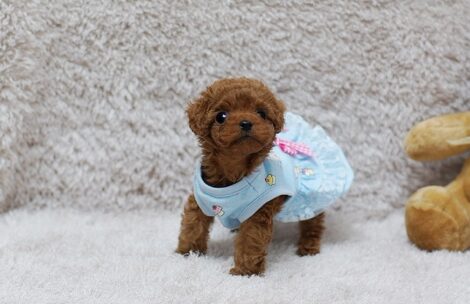 Scarlett Red Teacup Poodle