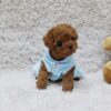 Scarlett Red Teacup Poodle - Image 2