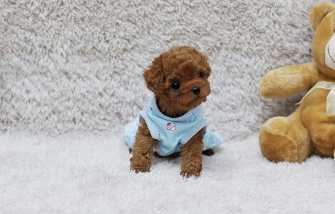 Scarlett Red Teacup Poodle - Image 2