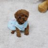 Scarlett Red Teacup Poodle - Image 3