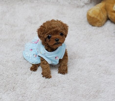 Scarlett Red Teacup Poodle - Image 3