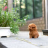 James Apricot Teacup Poodle - Image 3