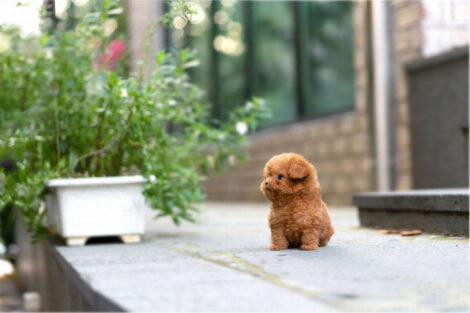 James Apricot Teacup Poodle - Image 3