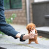 James Apricot Teacup Poodle