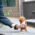 James Apricot Teacup Poodle