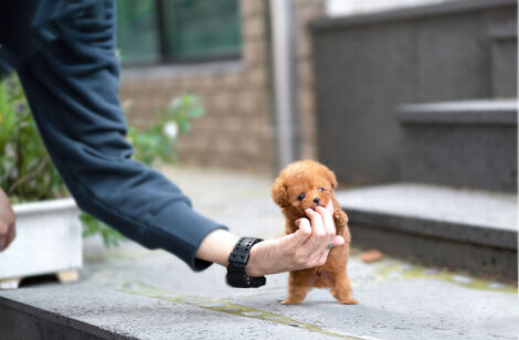 James Apricot Teacup Poodle