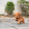James Apricot Teacup Poodle - Image 6