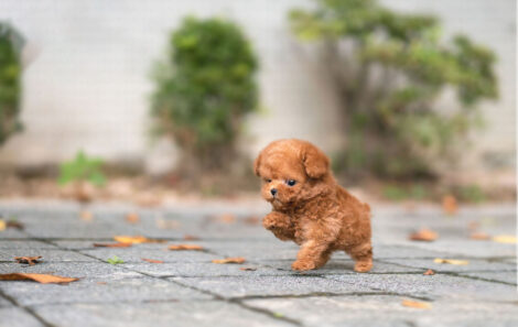 James Apricot Teacup Poodle - Image 6