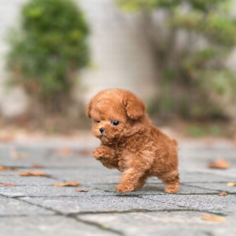 James Apricot Teacup Poodle - Image 7