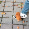 James Apricot Teacup Poodle - Image 5