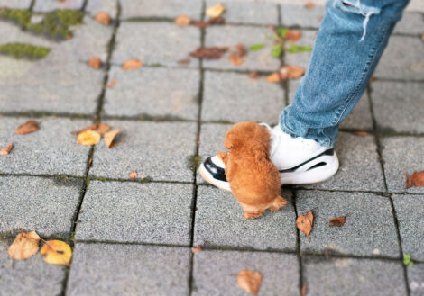 James Apricot Teacup Poodle - Image 5