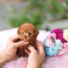 James Apricot Teacup Poodle - Image 2