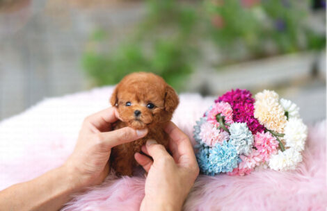 James Apricot Teacup Poodle - Image 2