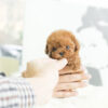 Kiddy Apricot Micro Poodle - Image 4