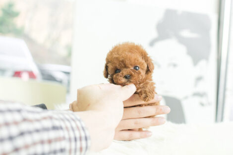 Kiddy Apricot Micro Poodle - Image 4