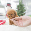 Kiddy Apricot Micro Poodle - Image 2