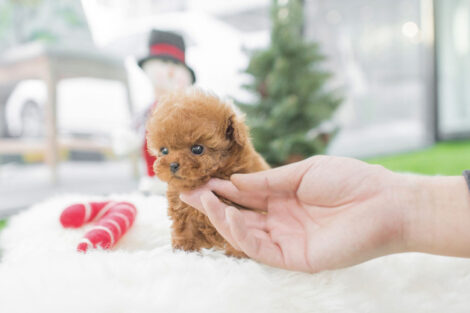 Kiddy Apricot Micro Poodle - Image 2