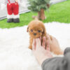Kiddy Apricot Micro Poodle - Image 3