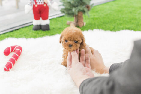 Kiddy Apricot Micro Poodle - Image 3