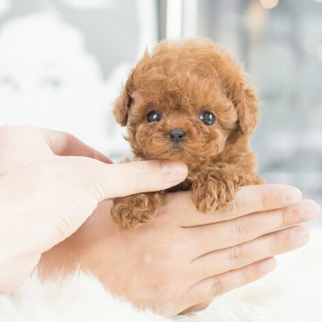 Kiddy Apricot Micro Poodle