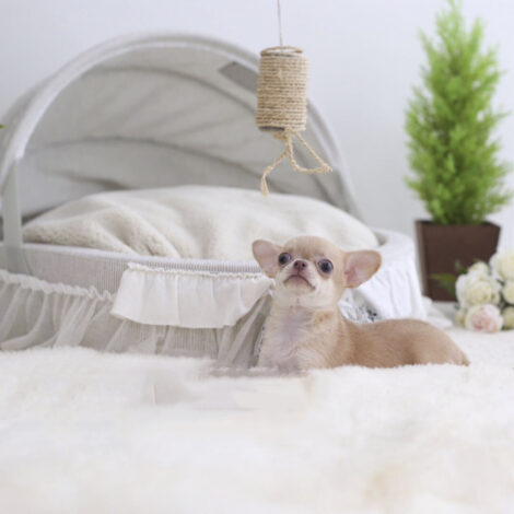 Cassie Micro Chihuahua