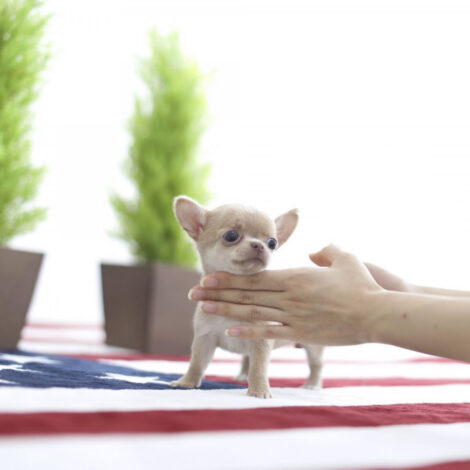 Cassie Micro Chihuahua - Image 2