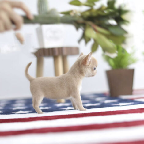 Cassie Micro Chihuahua - Image 3