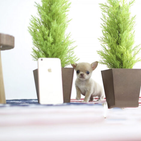 Cassie Micro Chihuahua - Image 4