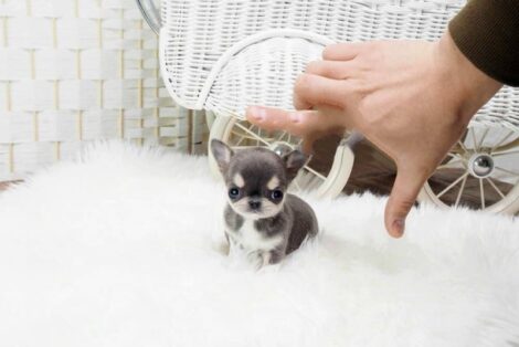 Cheeta Blue Micro Chihuahua