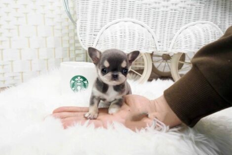 Cheeta Blue Micro Chihuahua - Image 3