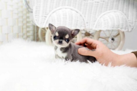 Cheeta Blue Micro Chihuahua - Image 4