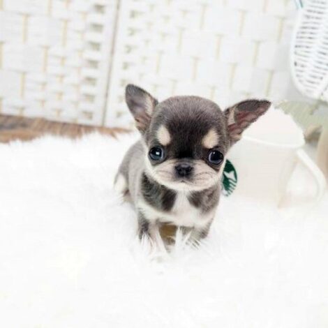 Cheeta Blue Micro Chihuahua - Image 5