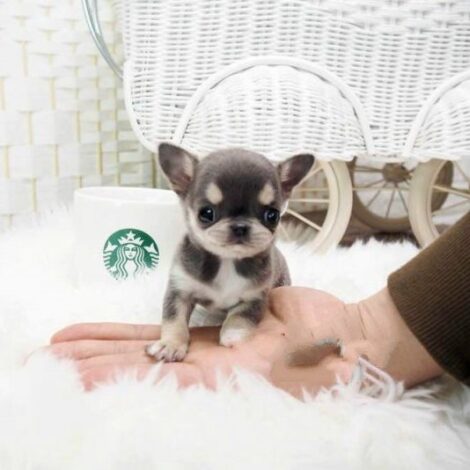 Cheeta Blue Micro Chihuahua - Image 2