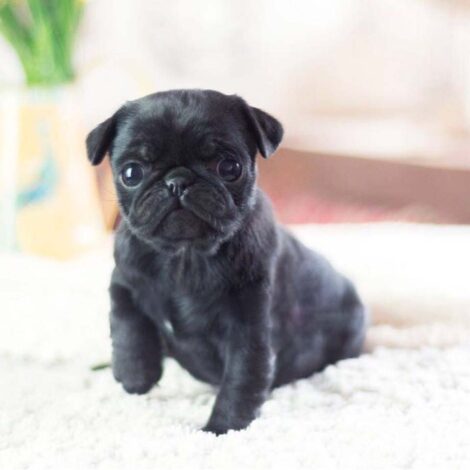 Karl Black Teacup Pug - Image 4