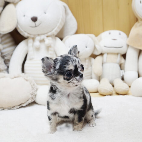 Bratz Merle Micro Chihuahua - Image 4