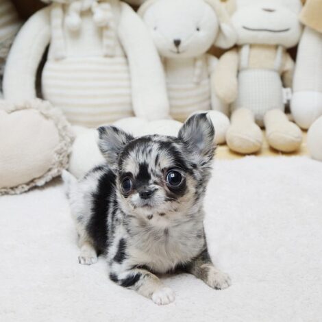 Bratz Merle Micro Chihuahua
