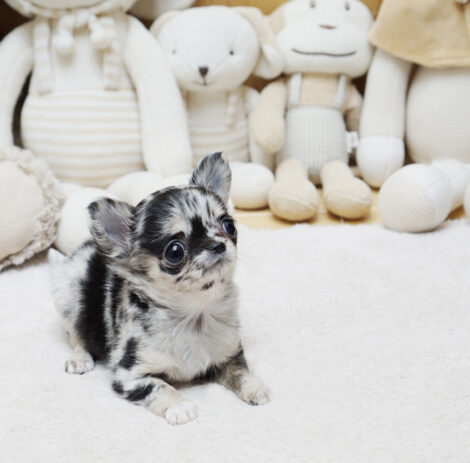 Bratz Merle Micro Chihuahua - Image 2