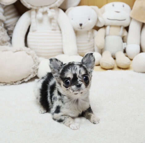 Bratz Merle Micro Chihuahua - Image 3