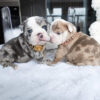 Ellie Mini English Bulldog - Image 3